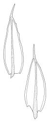 Rhizogonium pennatum, leaves. Drawn from A.J. Fife 6477, CHR 104901.
 Image: R.C. Wagstaff © Landcare Research 2016 